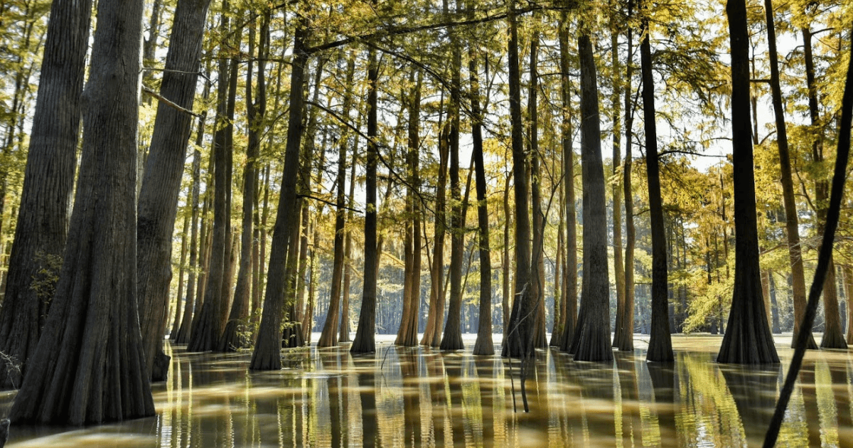 Swampy woods